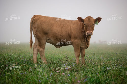 Limousin Cattle on Pasture 219135