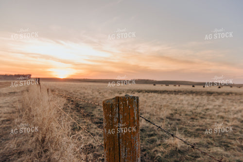 Angus Cattle Grazing in Pasture 68036
