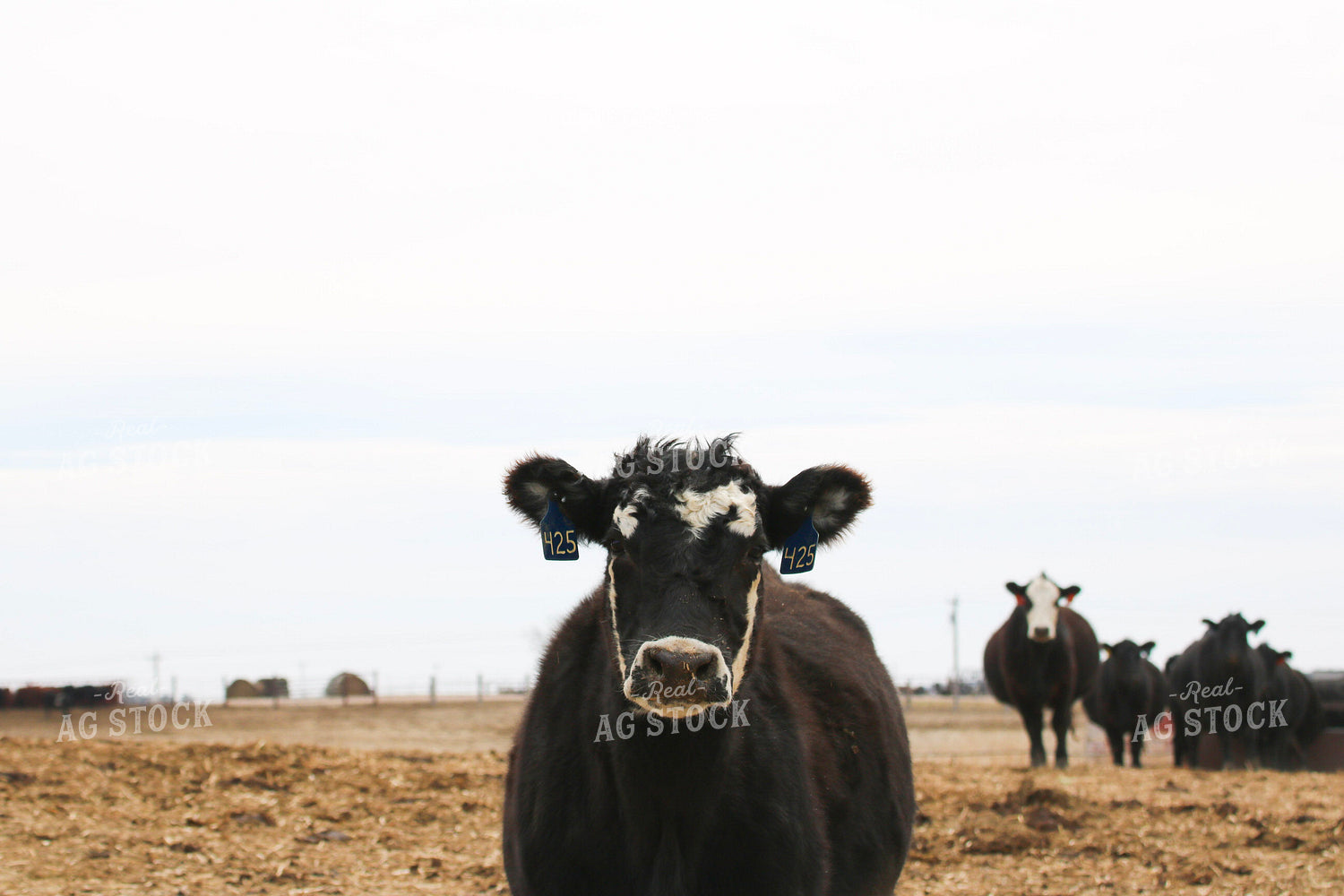 Black Baldy Cattle 82470