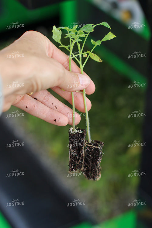 Tomato Plugs 109000