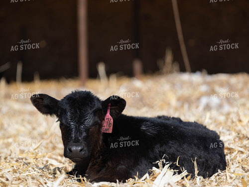 Angus Calf in Farmyard 70172