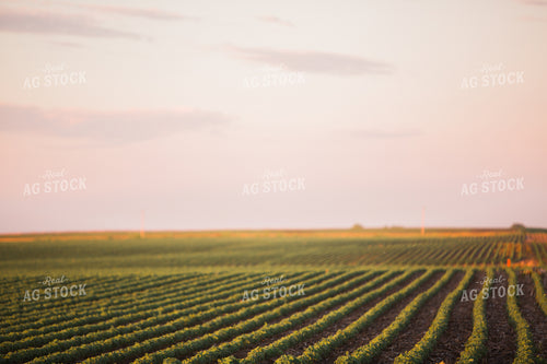 Mid-Season Soybeans 7250