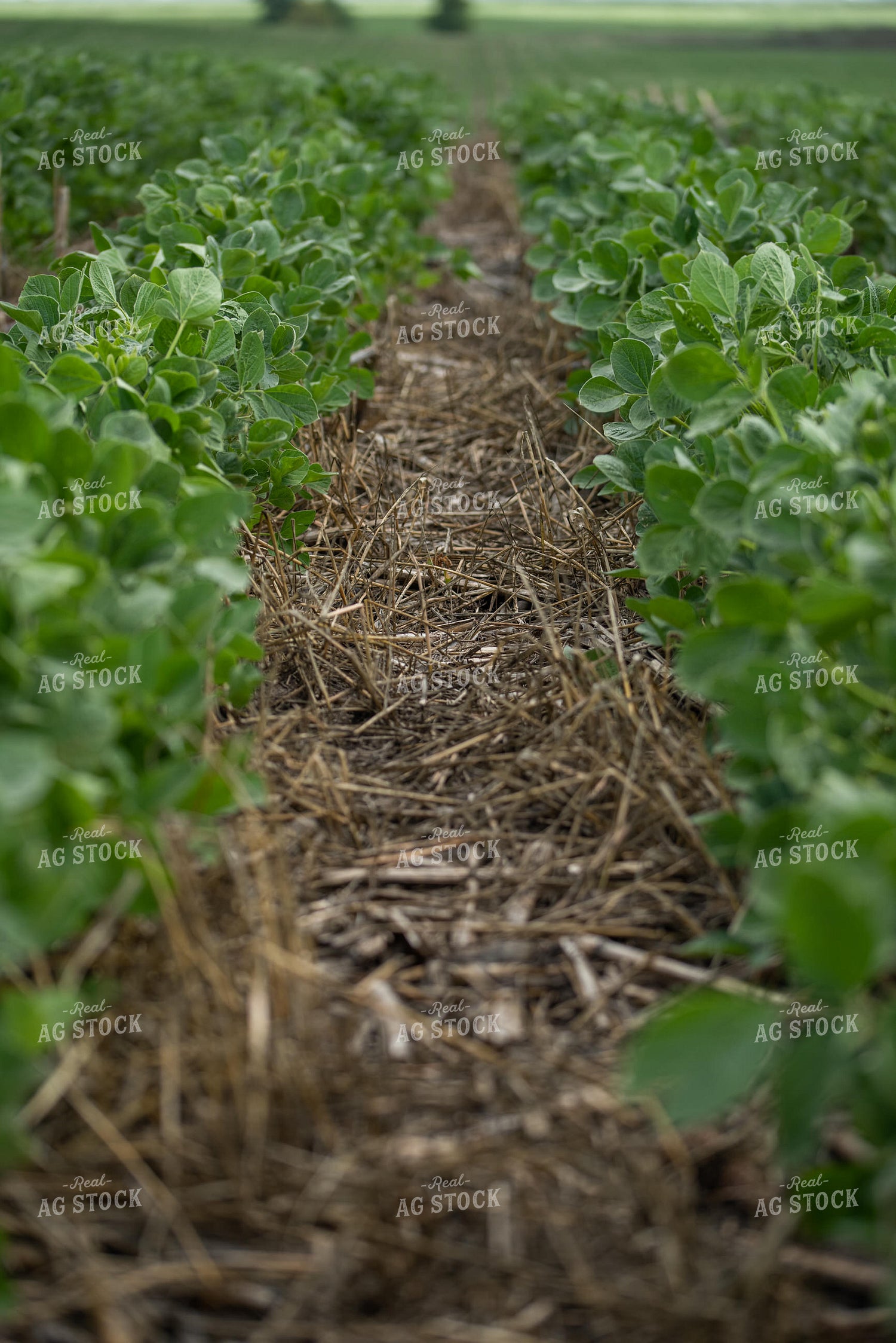 Soybean Field 76202