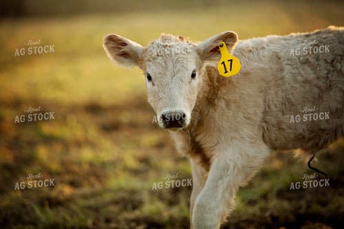 Calf - Charolais and Angus Cross 2271