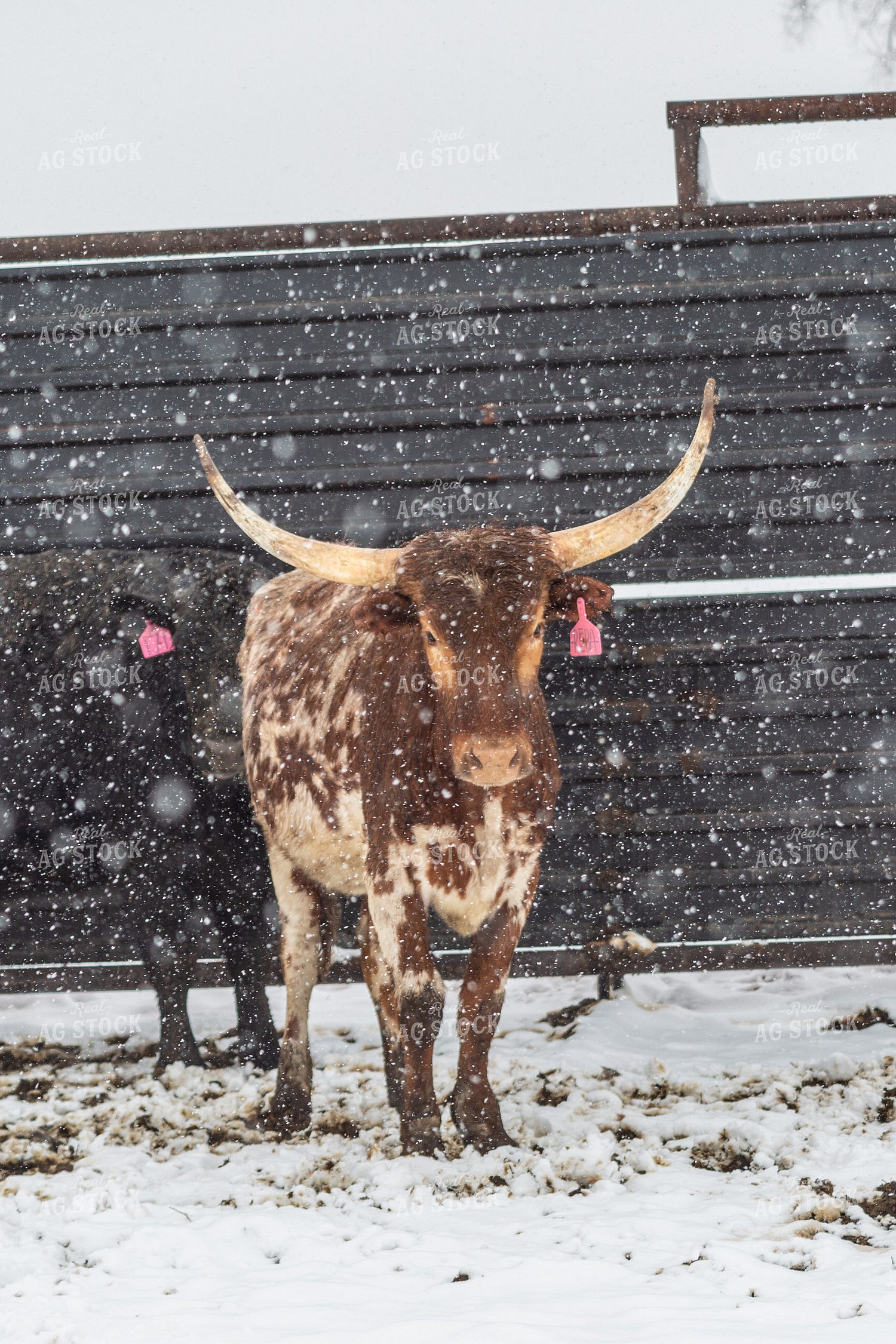 Longhorn Cattle in Snow 155419