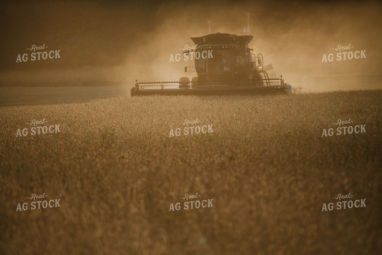 Combine Cutting Soybeans at Sunset 4852