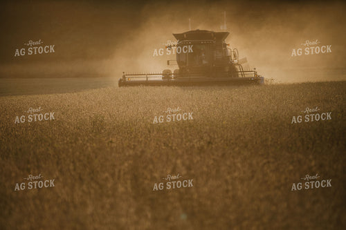 Combine Cutting Soybeans at Sunset 4852