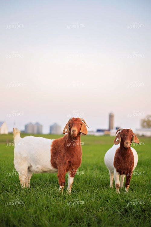 Goats in Farmyard 93143
