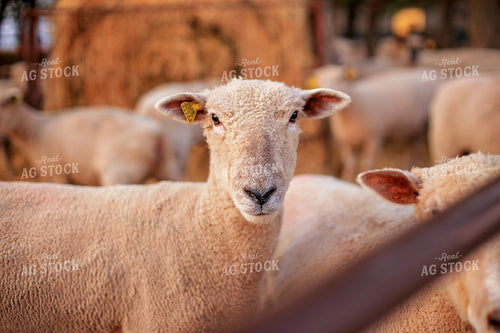 Sheep in Farmyard 93178