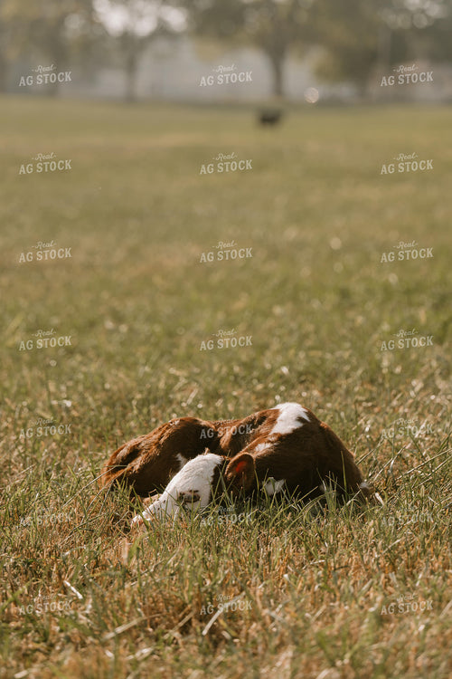 Sleeping Hereford Calf 125353