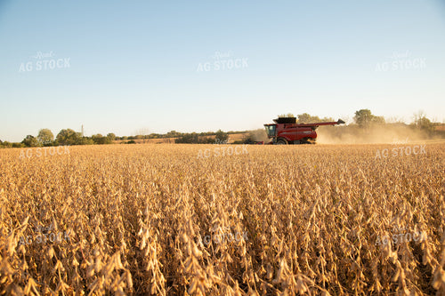 Soybean Harvest 26003