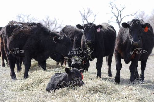 Angus Cow Calf Pairs Eating Hay 117208