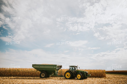 Corn Harvest 6568