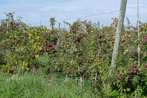 Apple Orchard 50426