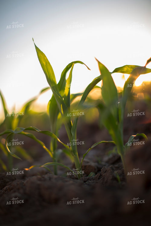 Corn - Early Growth 1084