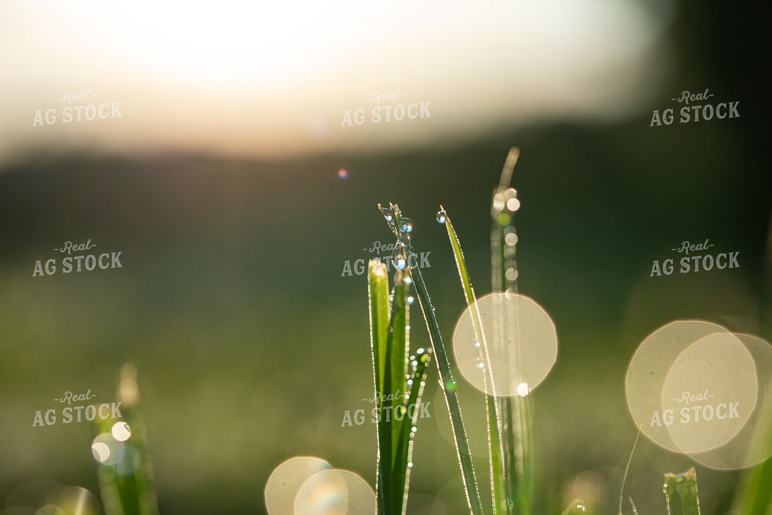 Grass with Dew 76229