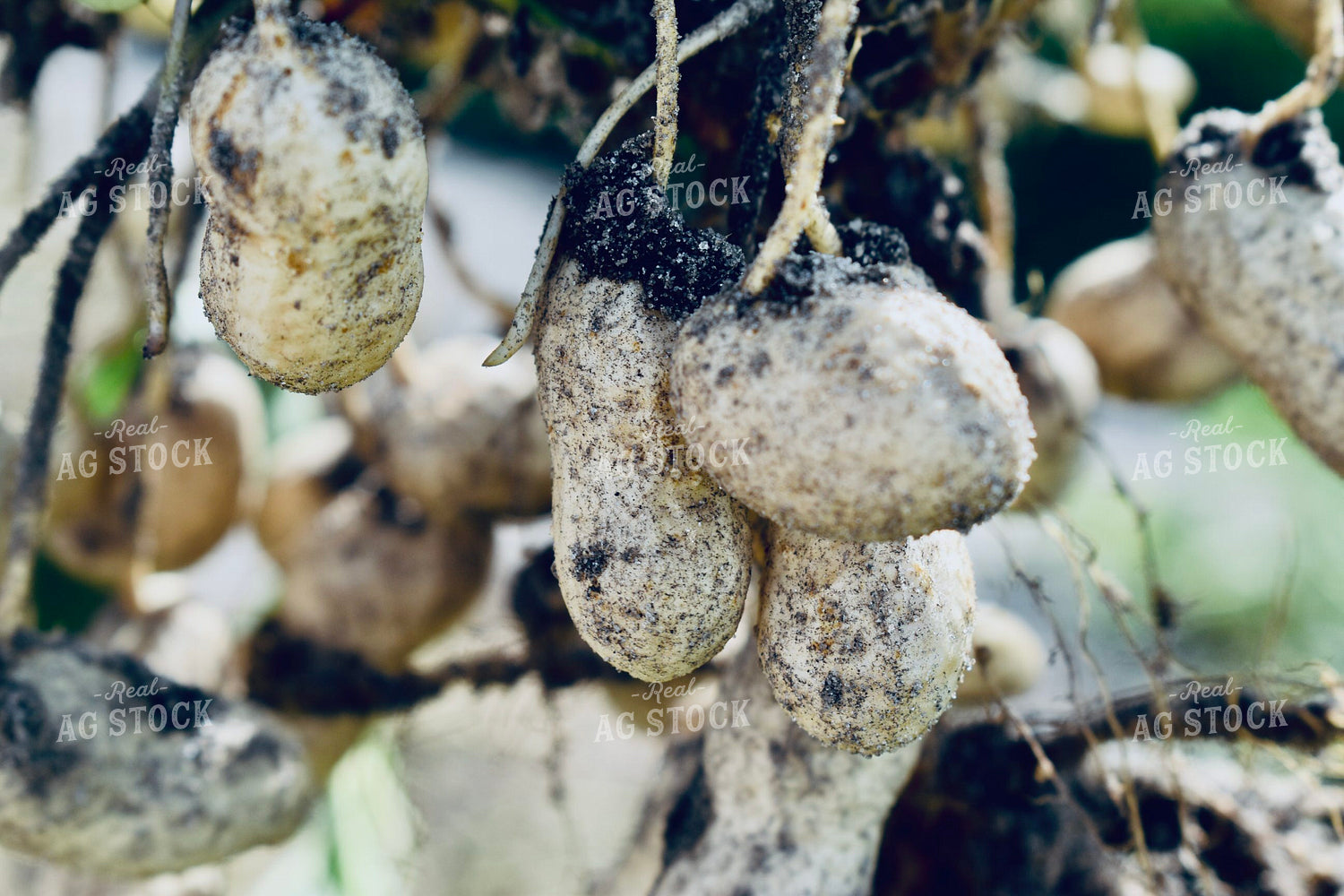 Cluster of Peanuts 112001