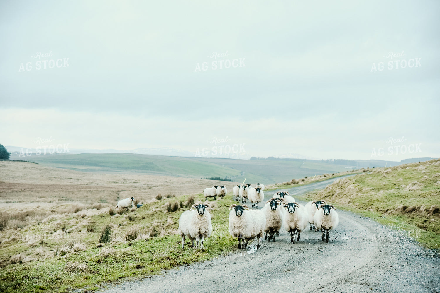 Sheep in Rural Road 64110
