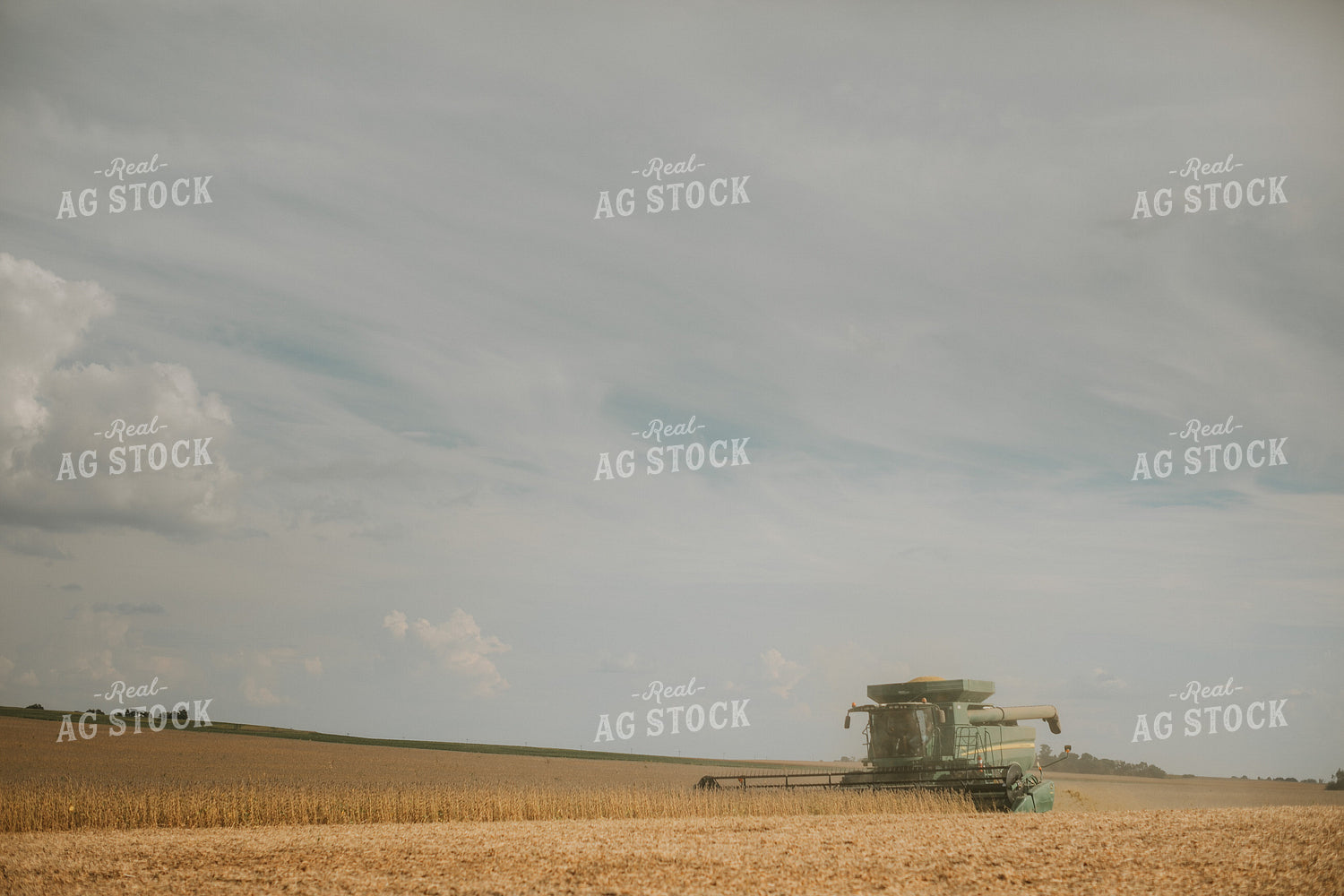 Combine Harvesting Soybean Field 5239