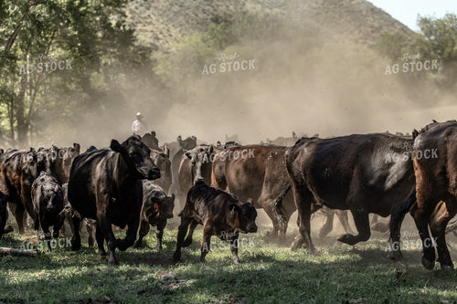 Rancher Herding Cattle 188098