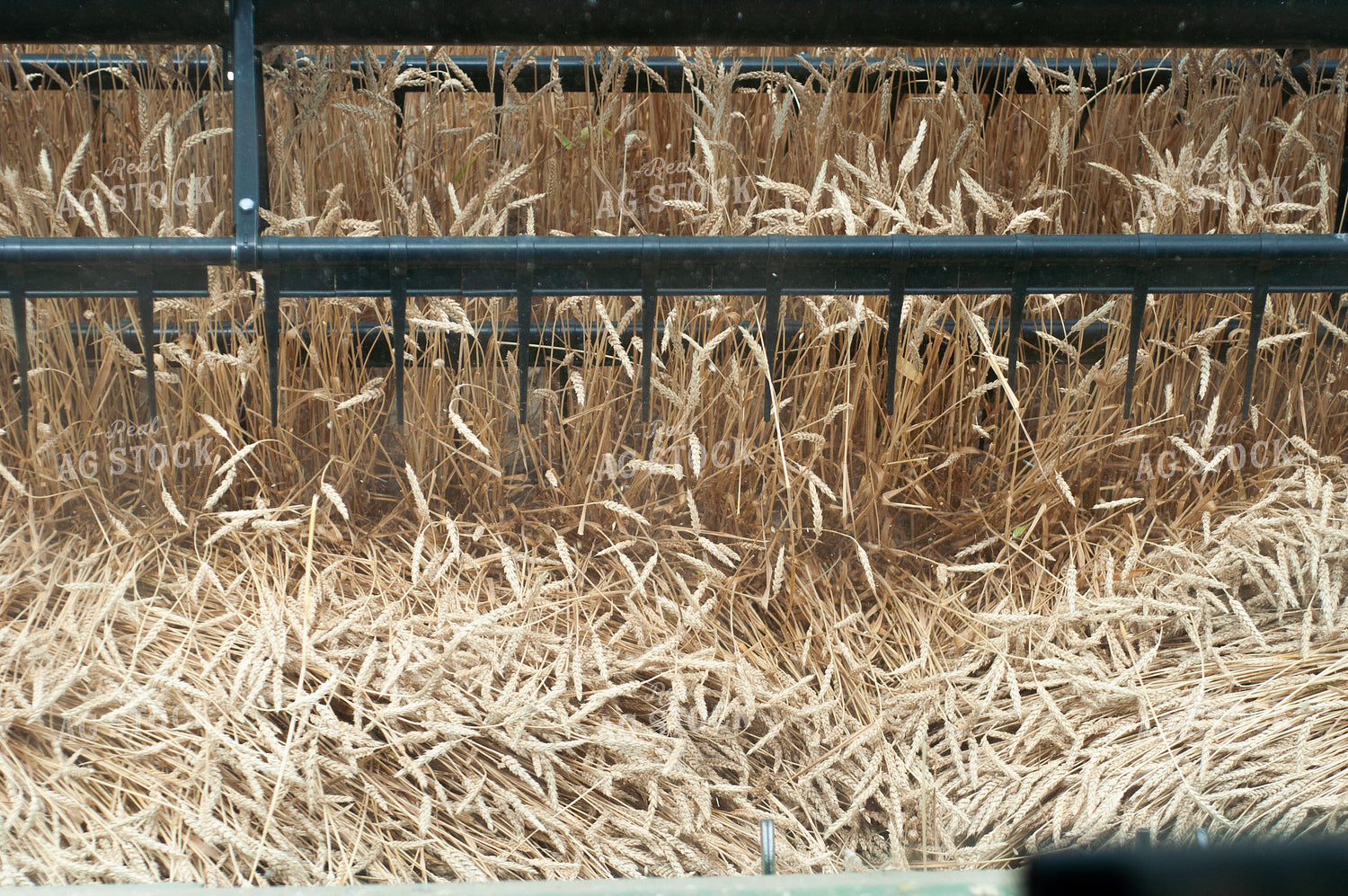 Wheat Harvest 103019