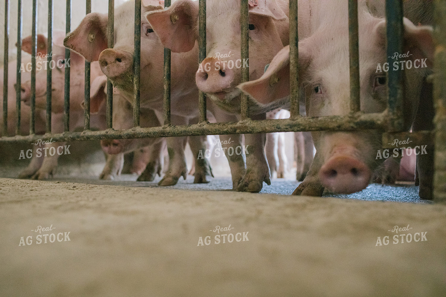 Pig in Pen in Modern Barn 3234