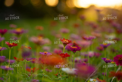 Zinnias 136237