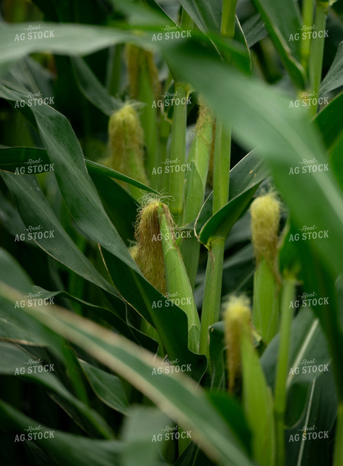 Midseason Corn 185248