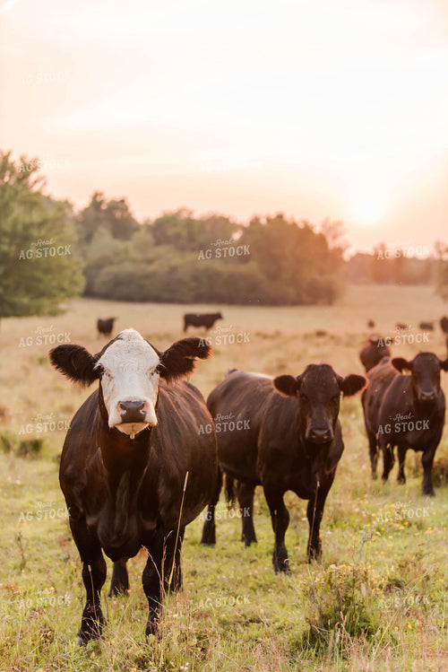 Cattle in Pasture 96015