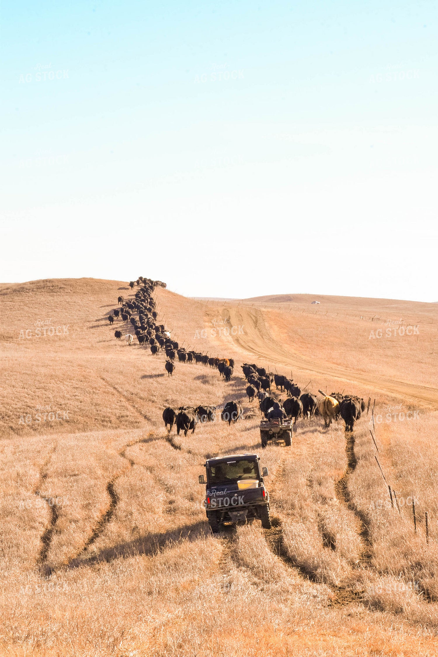 Moving Cattle Herd 299121