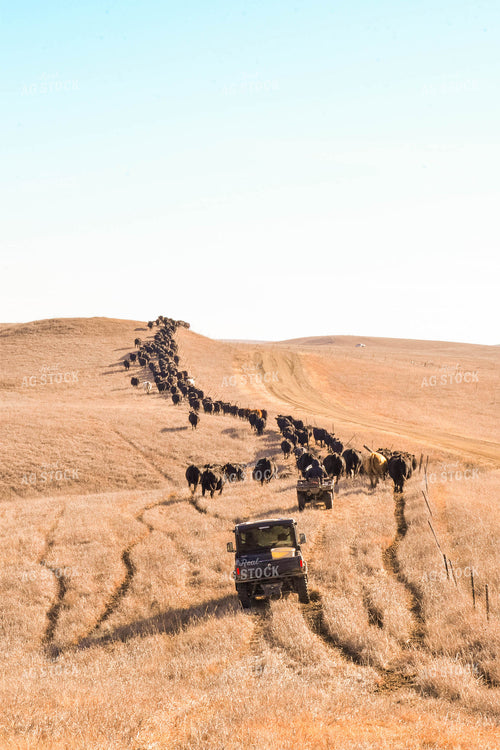 Moving Cattle Herd 299121
