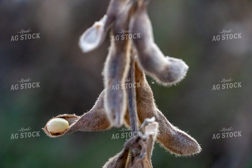 Soybean Pods 65037