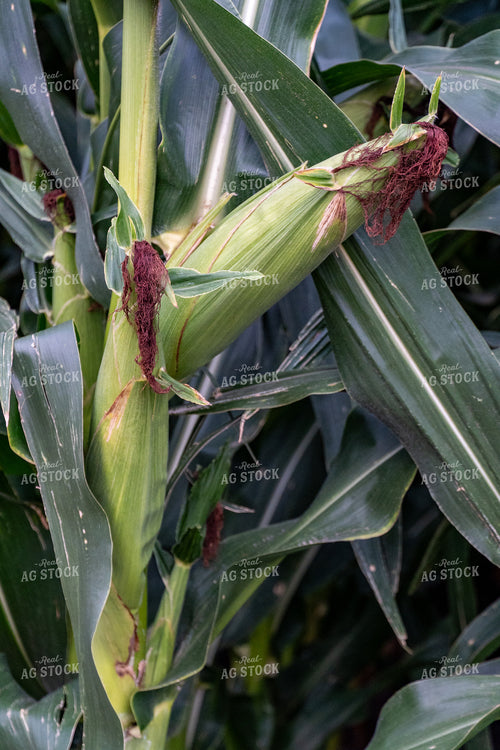 Corn Silking 65066