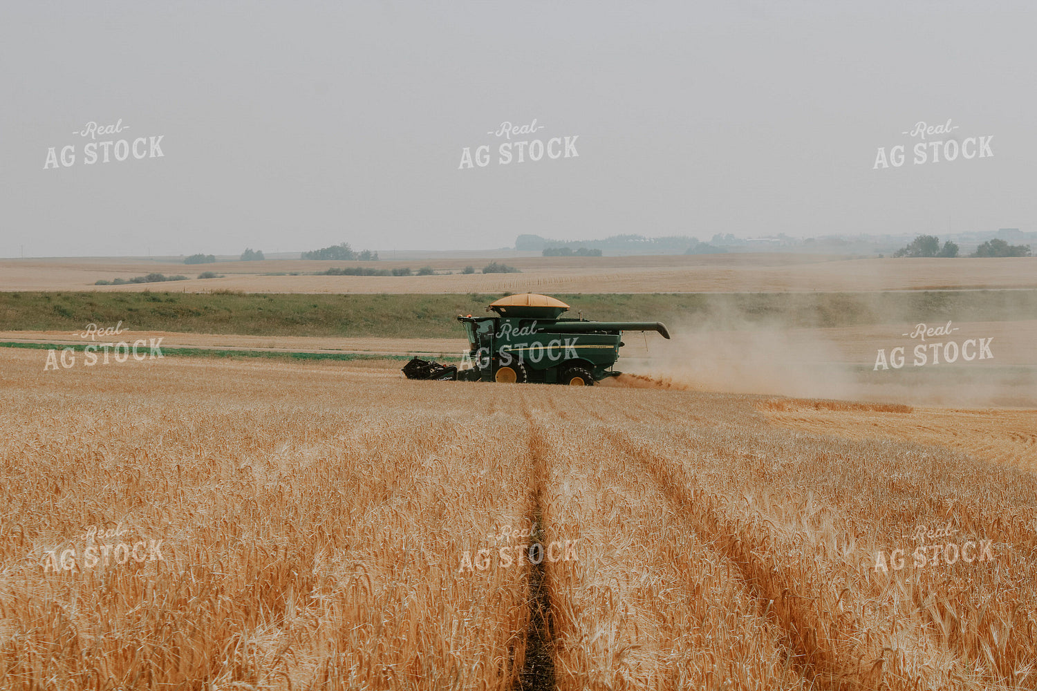 Wheat Harvest 187009