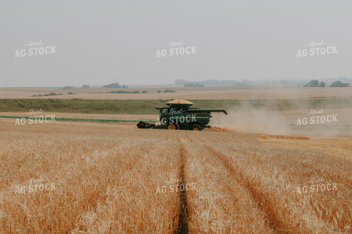 Wheat Harvest 187009