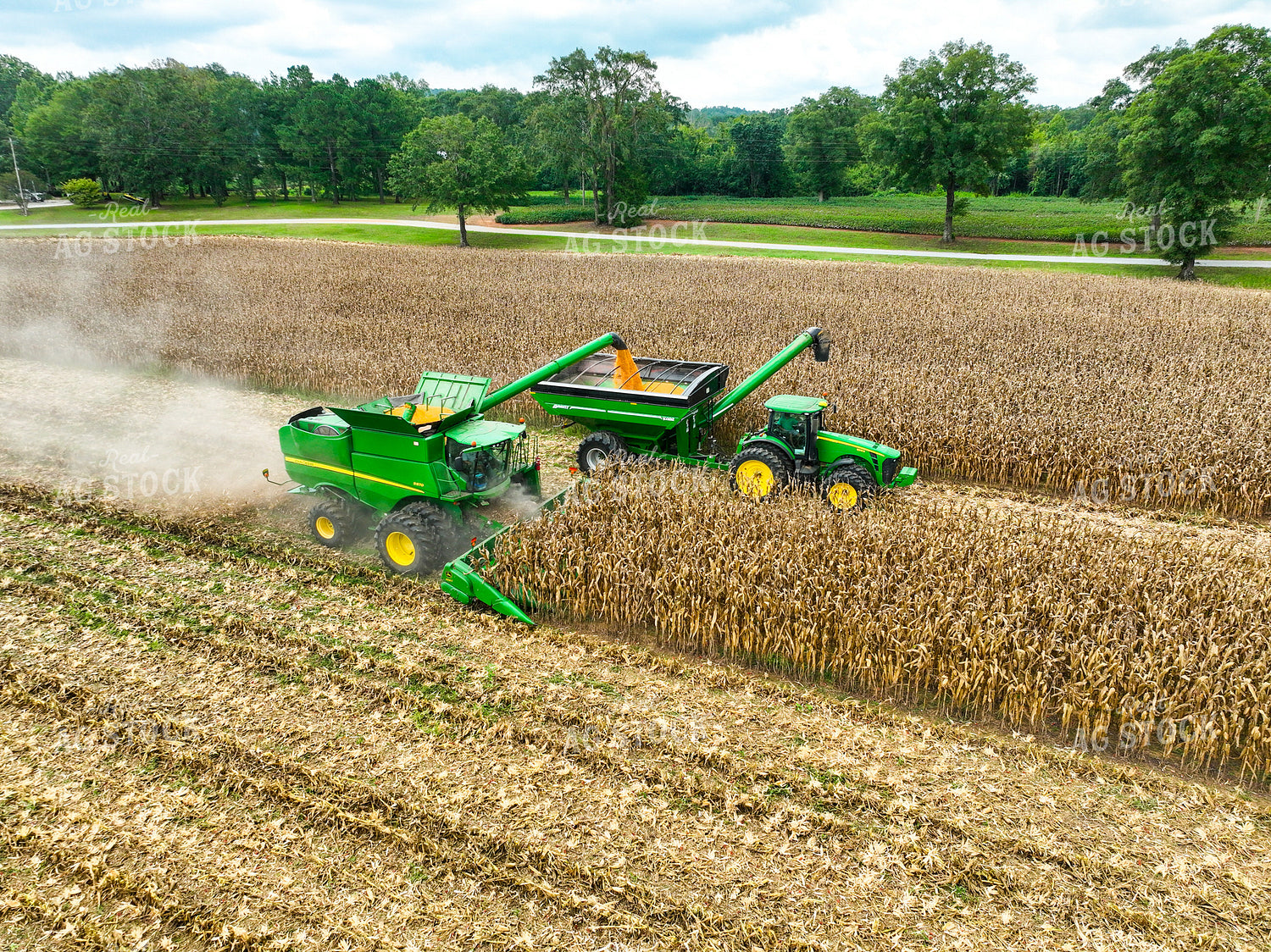 Corn Harvest 128115