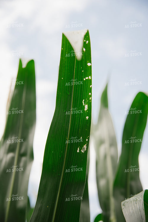 Rain on Corn Leaf 137045