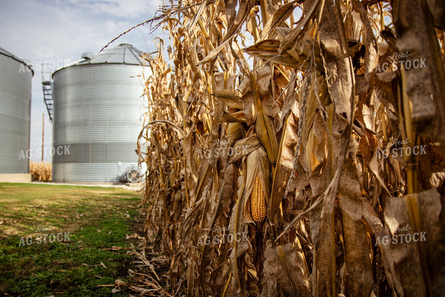 Bins By Dried Corn Field 268174