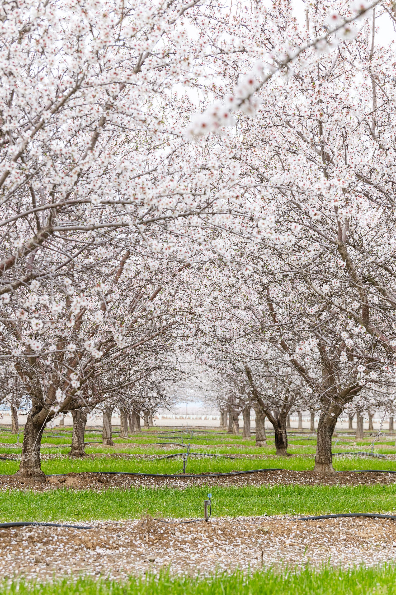 Almond Blossoms on Almond Trees 107094