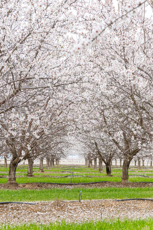 Almond Blossoms on Almond Trees 107094