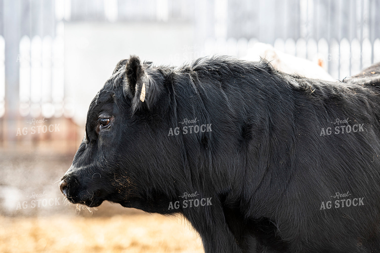 Angus Bull 195045