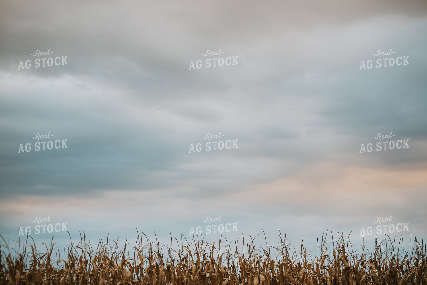 Dried Corn 6694