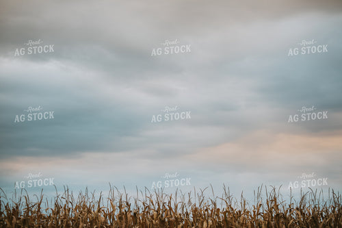 Dried Corn 6694