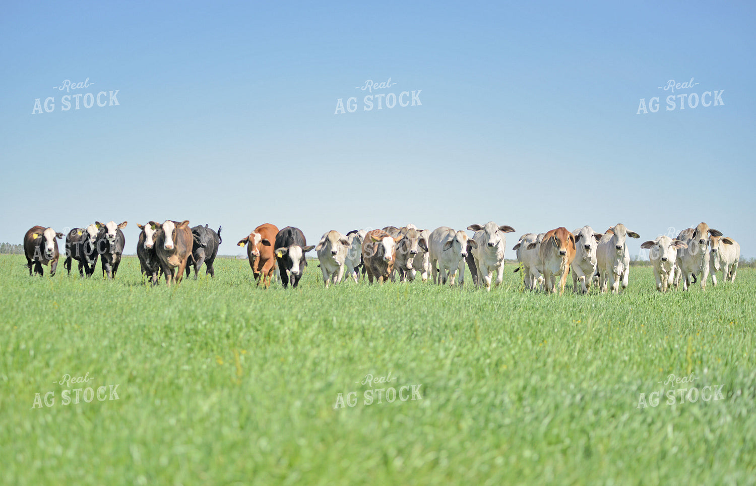Brahman Cattle in Pasture 110032