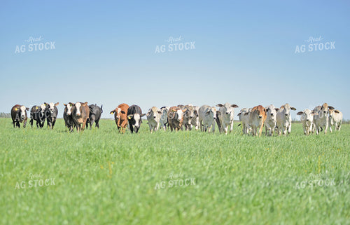 Brahman Cattle in Pasture 110032