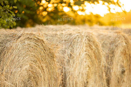 Hay Bale 143026