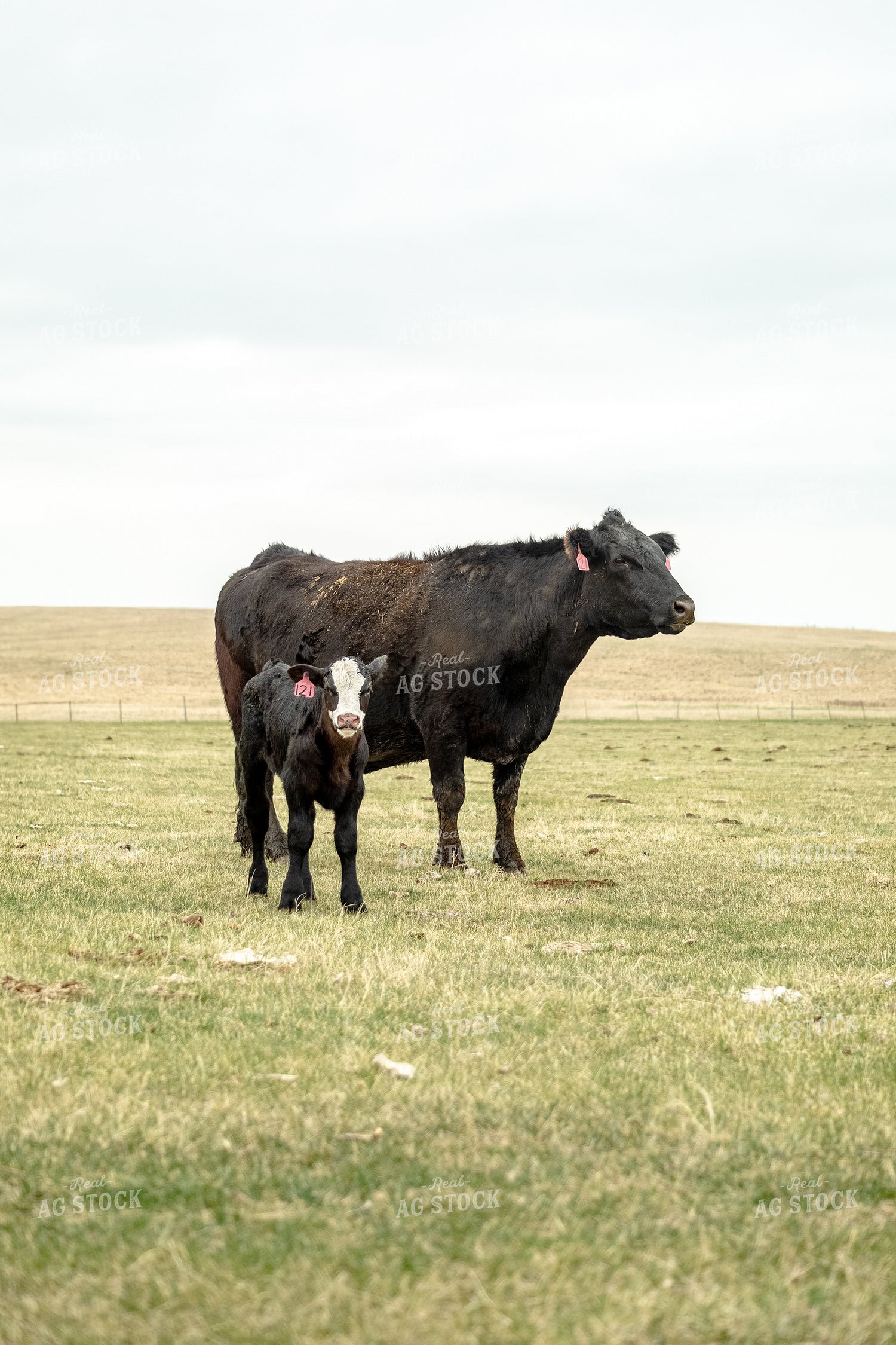 Cow Calf Pair 155721