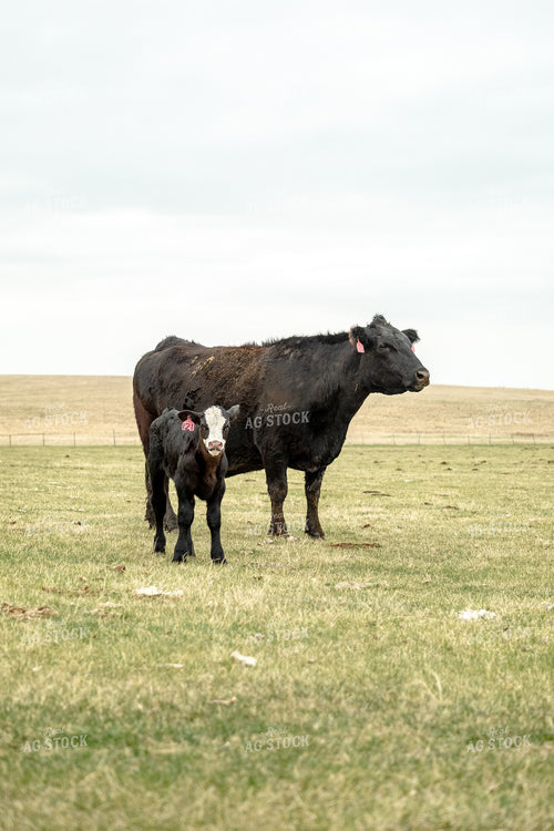 Cow Calf Pair 155721