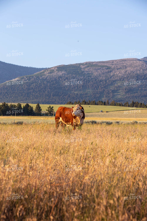 Hereford Bull in Pasture 81120