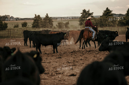 Feedyard 3069
